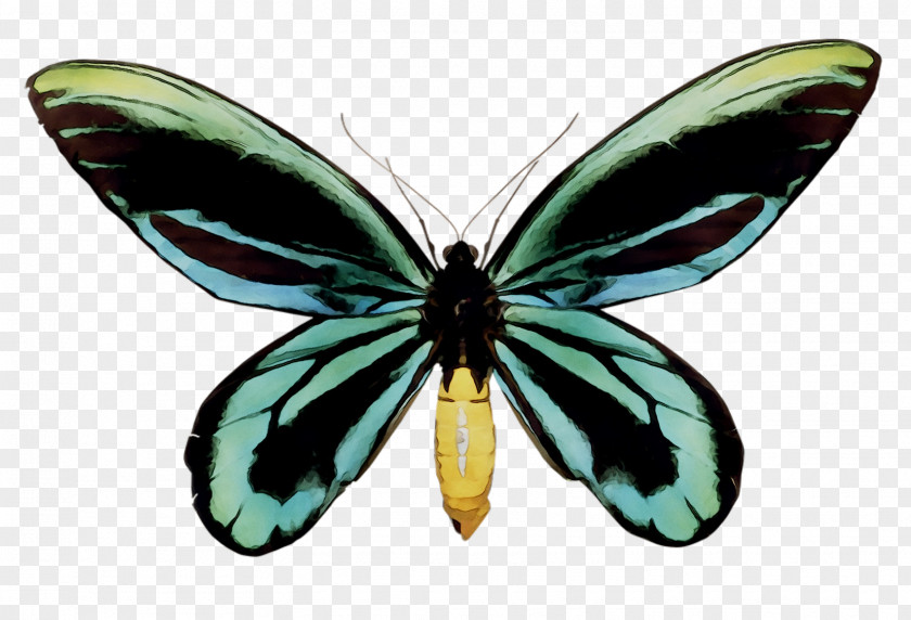 Butterfly Queen Alexandra's Birdwing Ornithoptera Goliath Priamus PNG