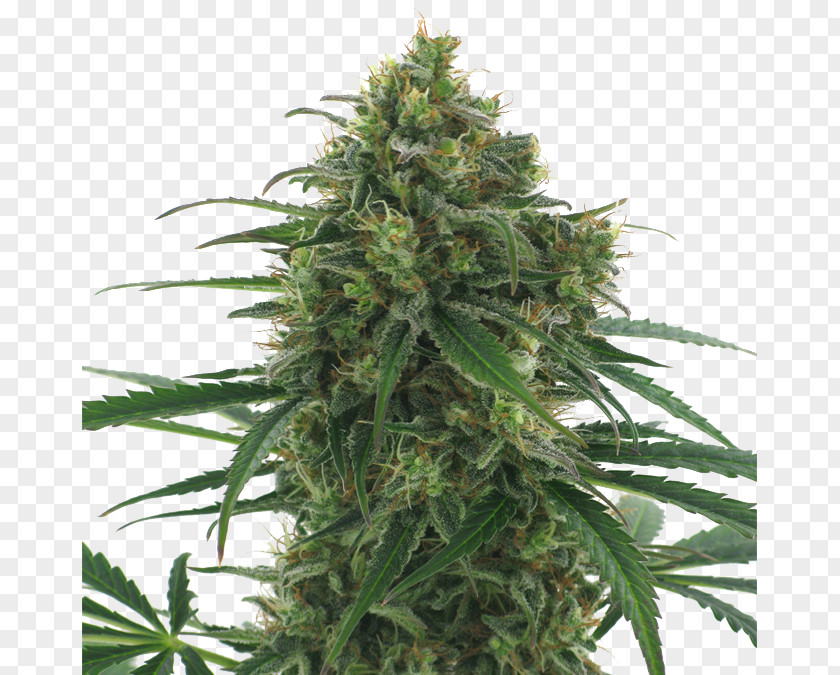 Cannabis Kush Autoflowering Haze Skunk PNG