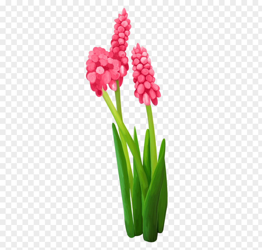 Daffodil Clip Art Image Tulip Hyacinth PNG