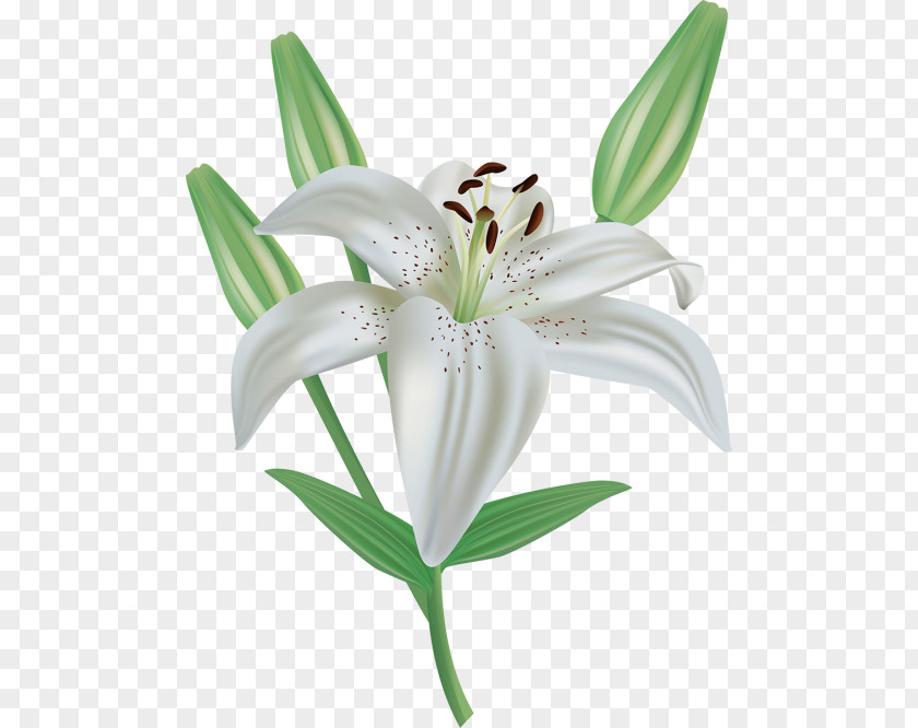 Flower Easter Lily Madonna Clip Art PNG