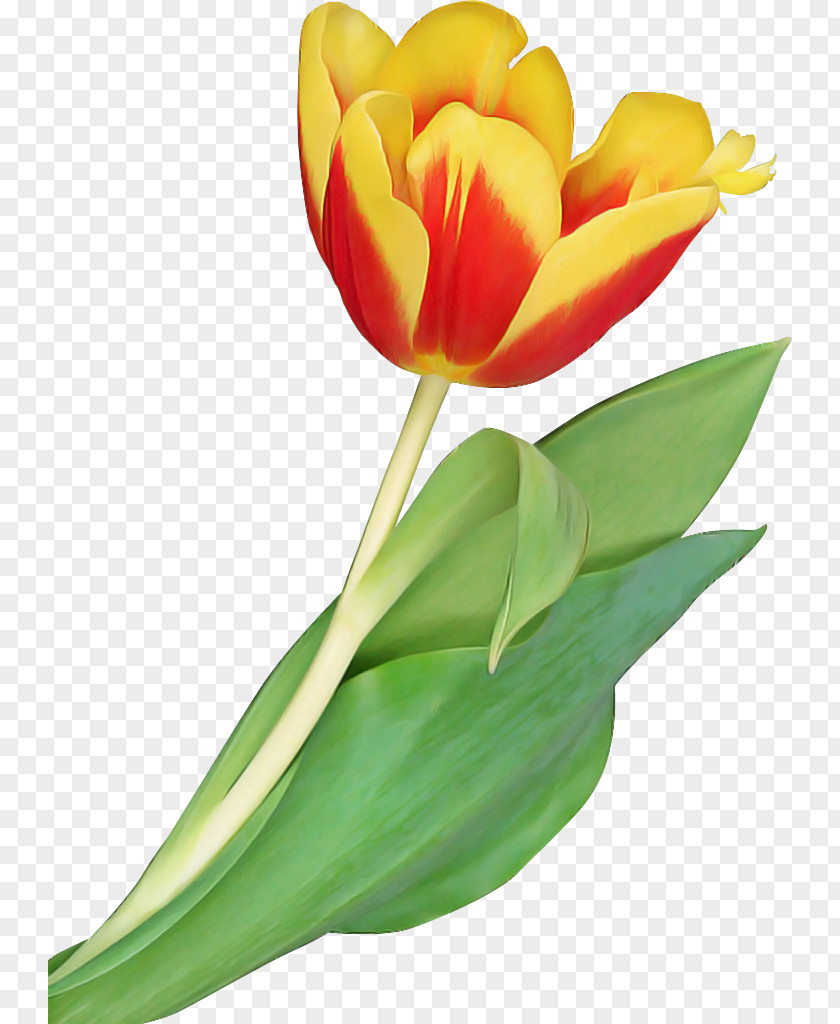 Flower Petal Tulip Plant Cut Flowers PNG