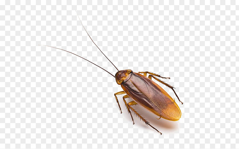 Cockroach Blattodea Merced Pest Control PNG