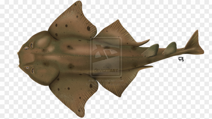 Wobbegong Shark Pacific Angelshark Pennsylvania Leaf PNG