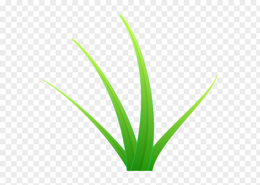 Grasses Leaf Aloe Vera Plant Stem Line PNG