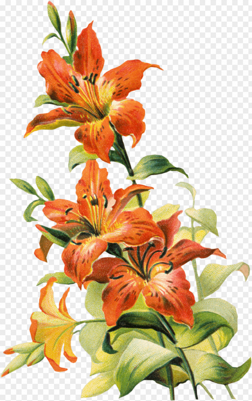 Callalily Tiger Lily Lilium Bulbiferum Flower Easter PNG