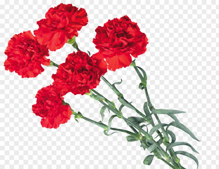 CARNATION Internet Victory Day PNG