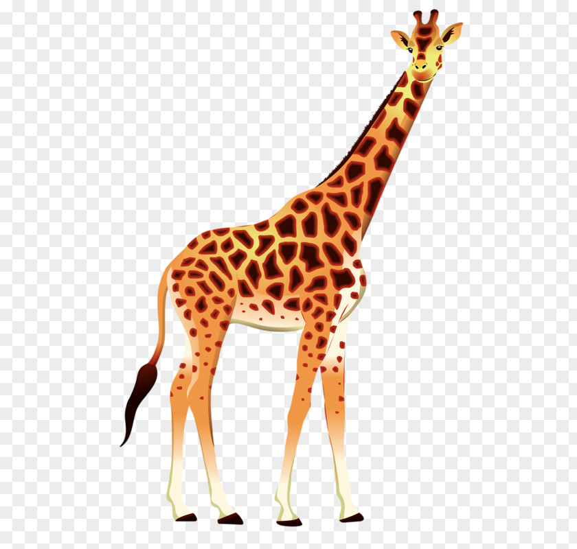 Giraffe Okapi Animal Clip Art PNG