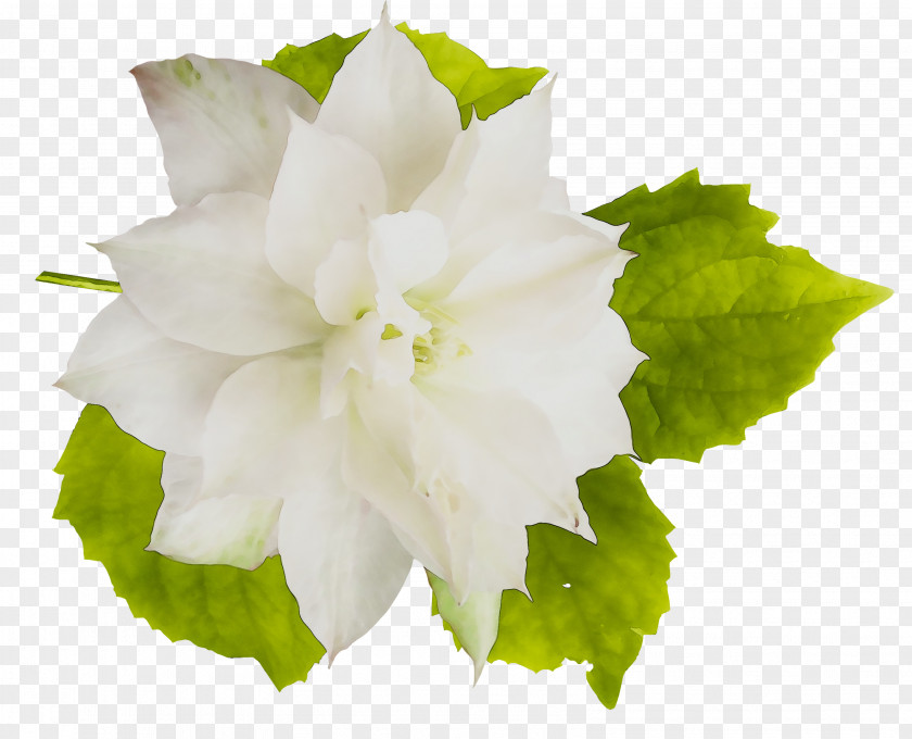 Mallows Annual Plant Herbaceous Plants PNG