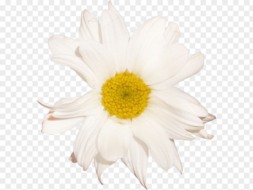 Papatya Oxeye Daisy German Chamomile Transparency And Translucency PNG