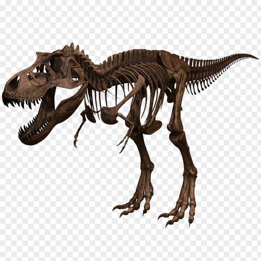 Skeleton Tyrannosaurus Dinosaur Skull Human Body PNG