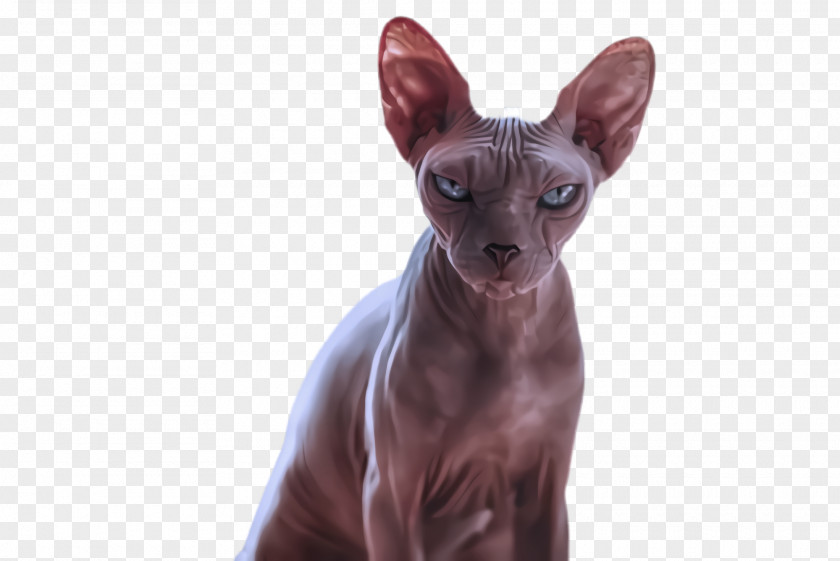 Cornish Rex Peterbald Cat Sphynx Donskoy Small To Medium-sized Cats PNG