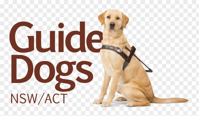 Dog Guide Dogs Victoria Puppy Pet Insurance PNG