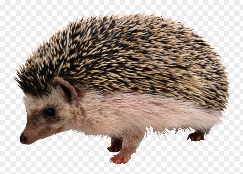 Hedgehog The And Fox Rodent Clip Art PNG