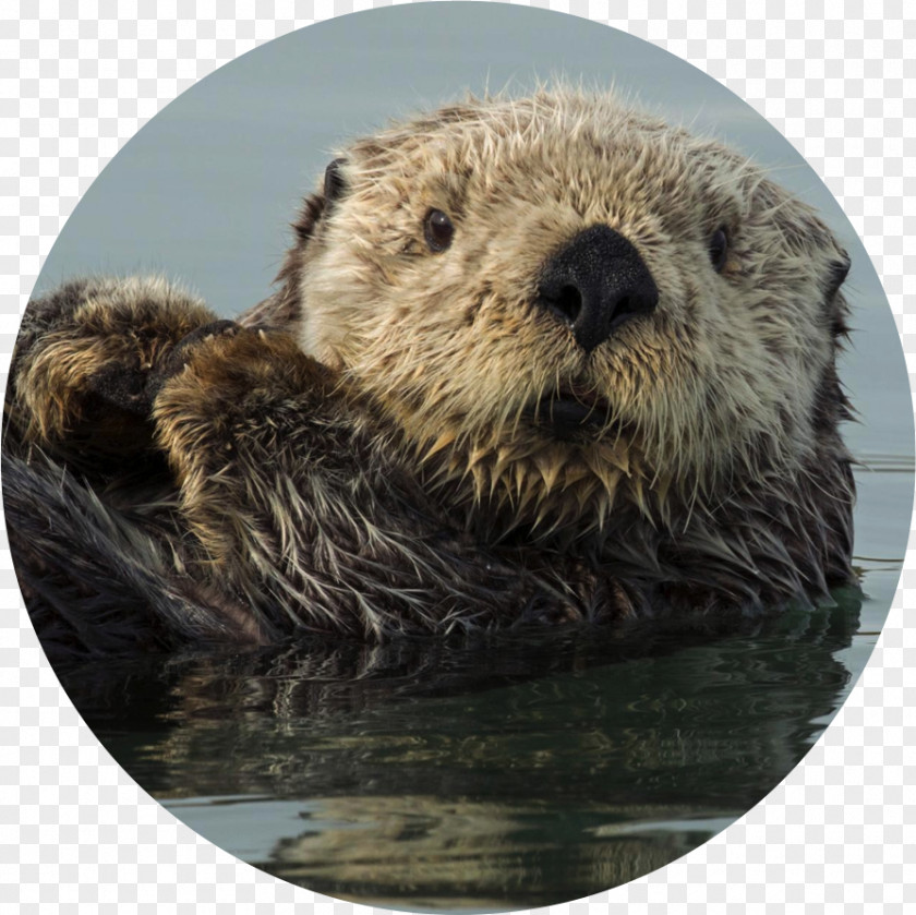 Pangolin Sea Otter Otters Bébé Loutre De Mer Marine PNG