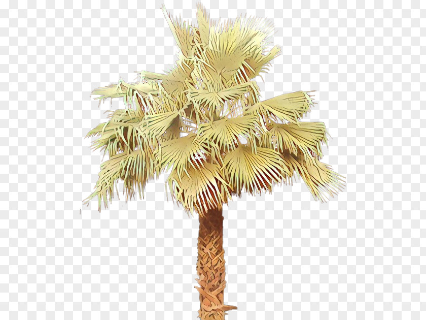 Asian Palmyra Palm Date Trees Coconut Borassus PNG