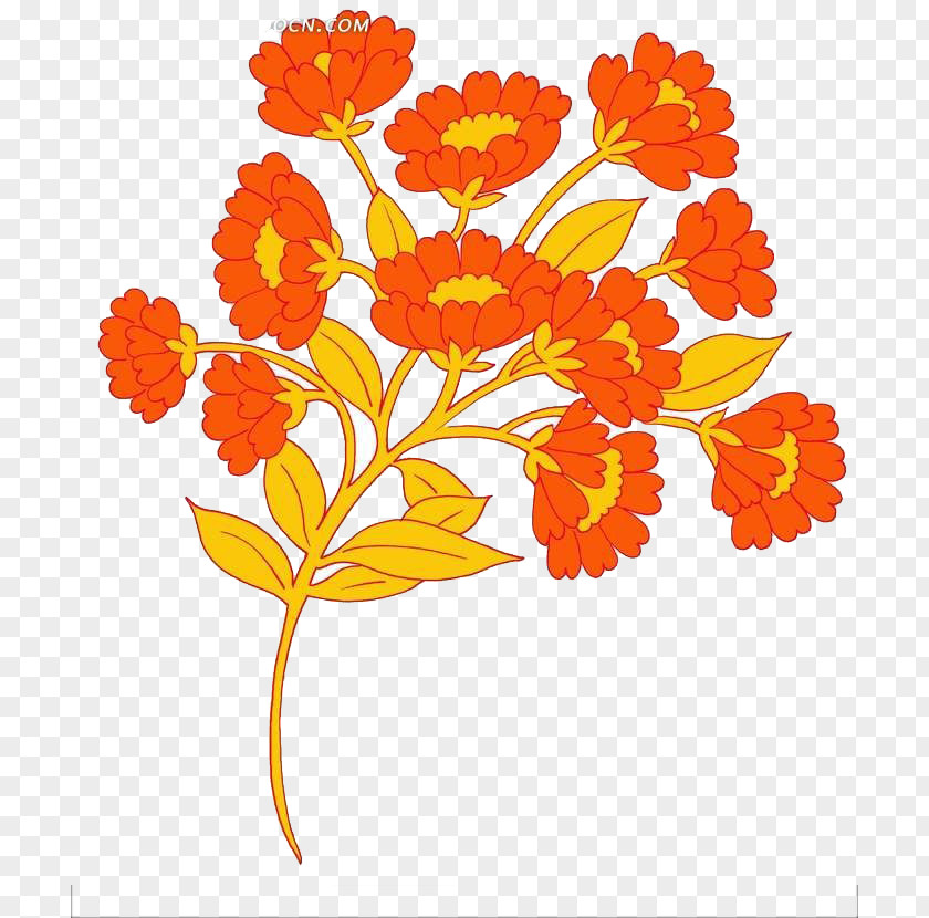 Bright Orange Flower Group Chrysanthemum Xd7grandiflorum Watercolor Painting PNG
