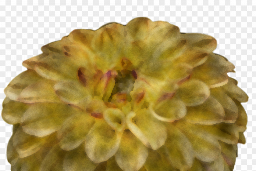 Chrysanthemum Petal PNG