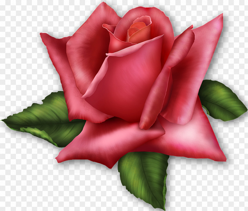 Gif Rose Flower Pink Clip Art PNG