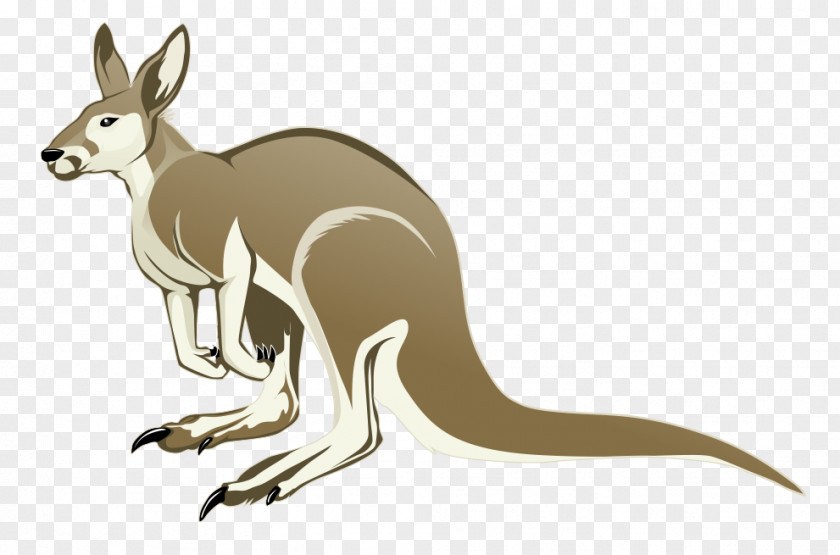 Kangaroo Cliparts Free Content Clip Art PNG