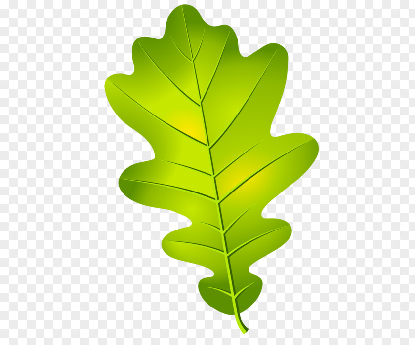 Leaf Oak Cluster Acorn Tree PNG