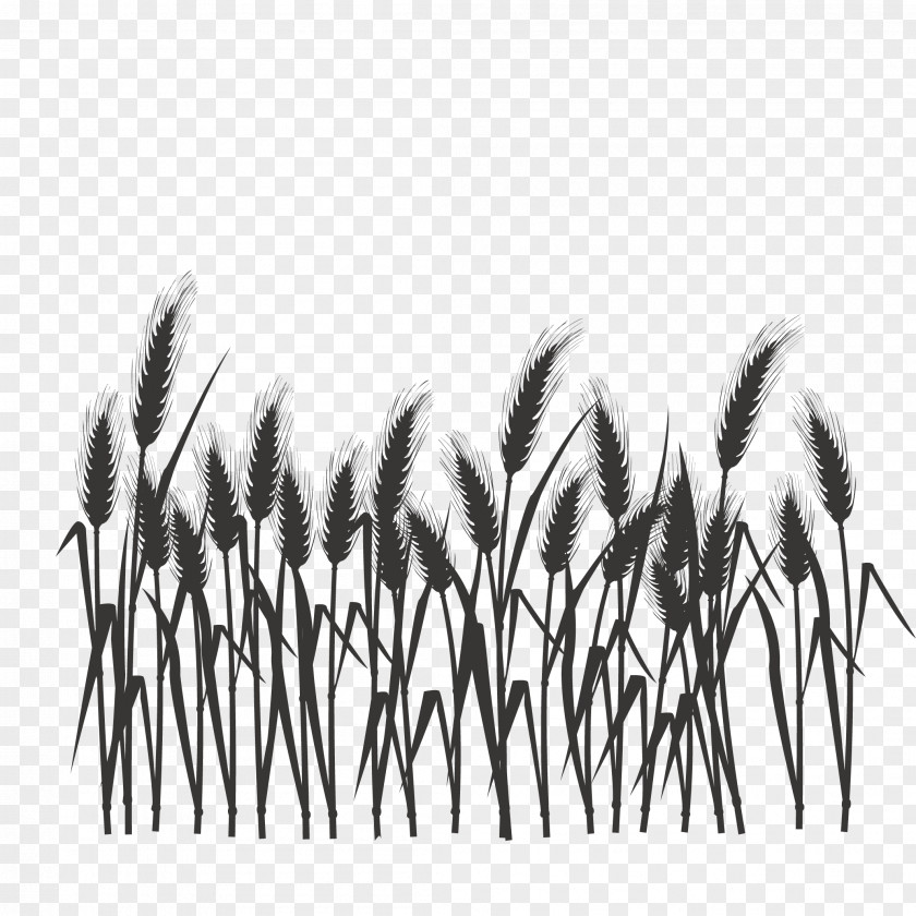 Silhouette Of Wheat Field Black And White PNG