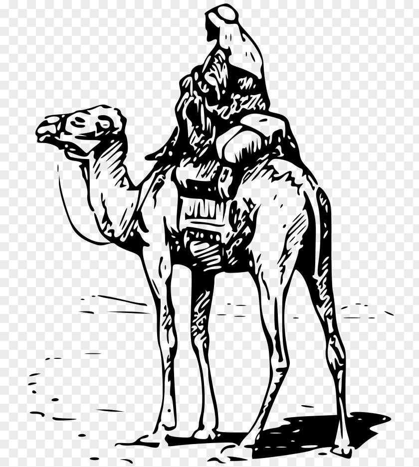 Dromedary Bactrian Camel Silk Road Equestrian Clip Art PNG