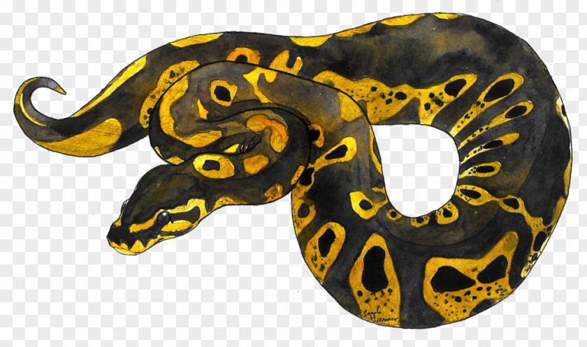 Snake Ball Python Pet Animal Cat PNG