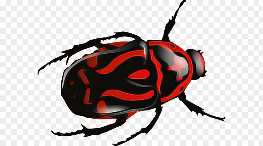 Beetles Scarabs Dung Beetle Colorado Potato Ladybugs PNG