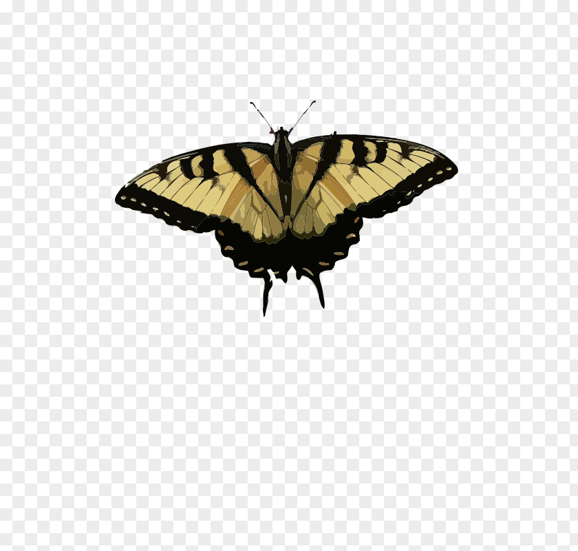 Butterfly Eastern Tiger Swallowtail Malabar Banded Peacock Clip Art PNG
