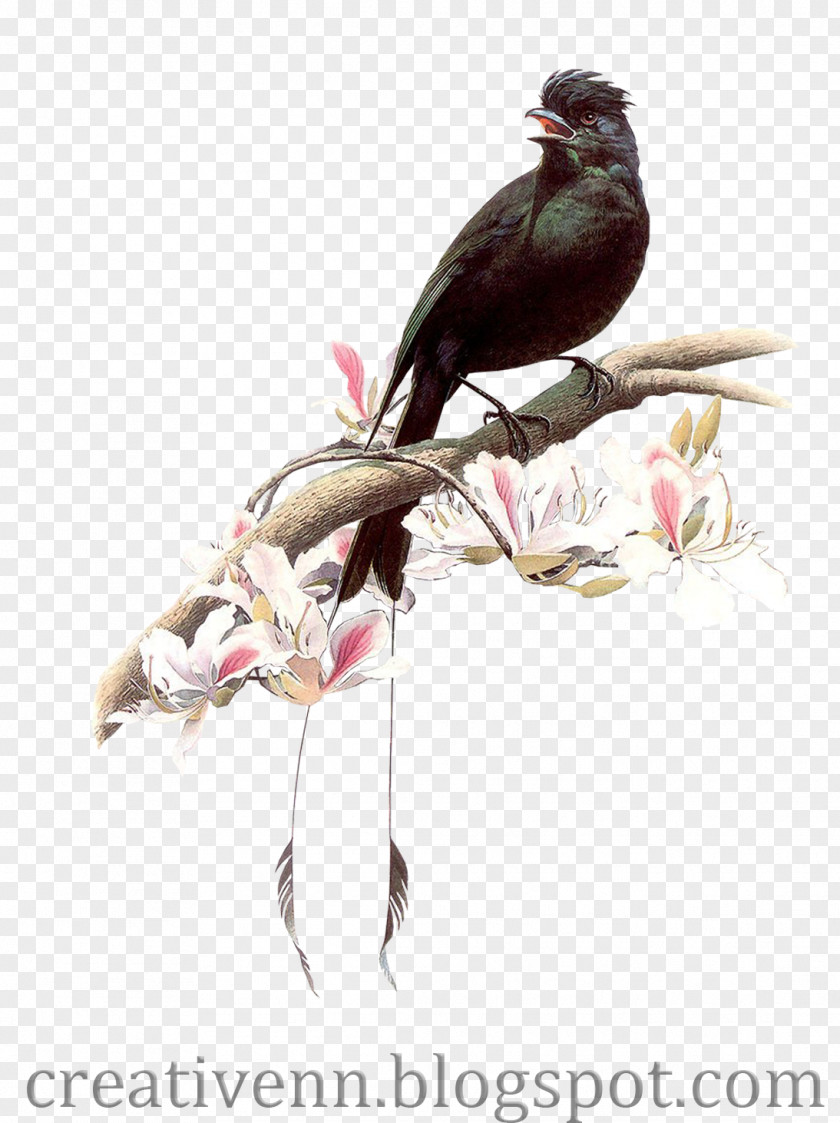 Crow Hummingbird Artist Painting PNG