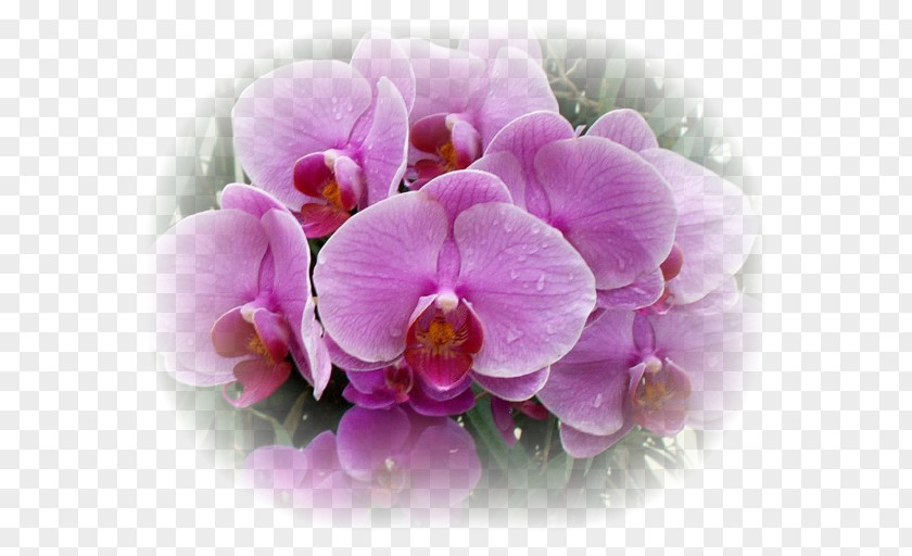 Flower Moth Orchids Plant Lilium PNG