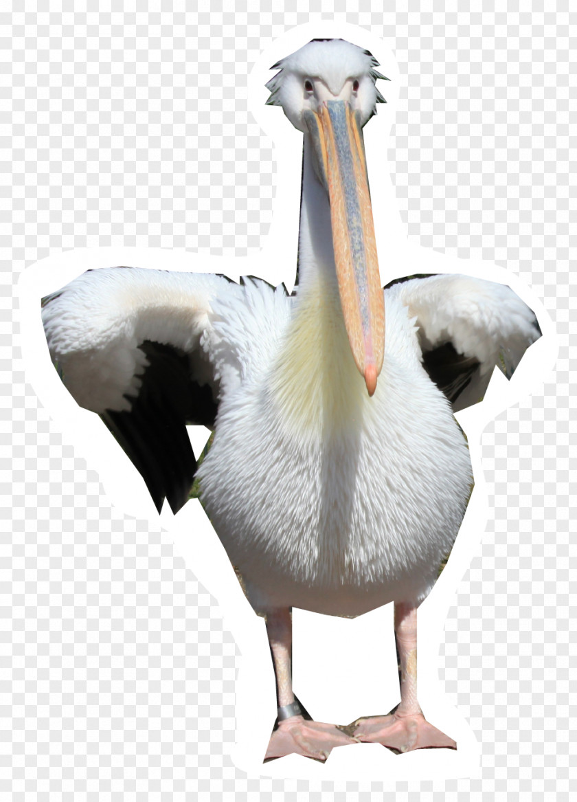 Pelican PNG