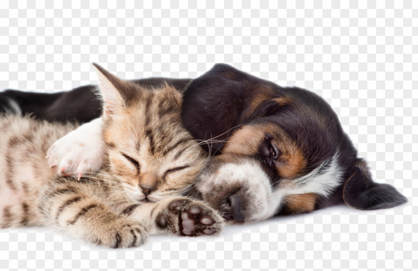 Pet Vector Basset Hound Cat Kitten Puppy PNG