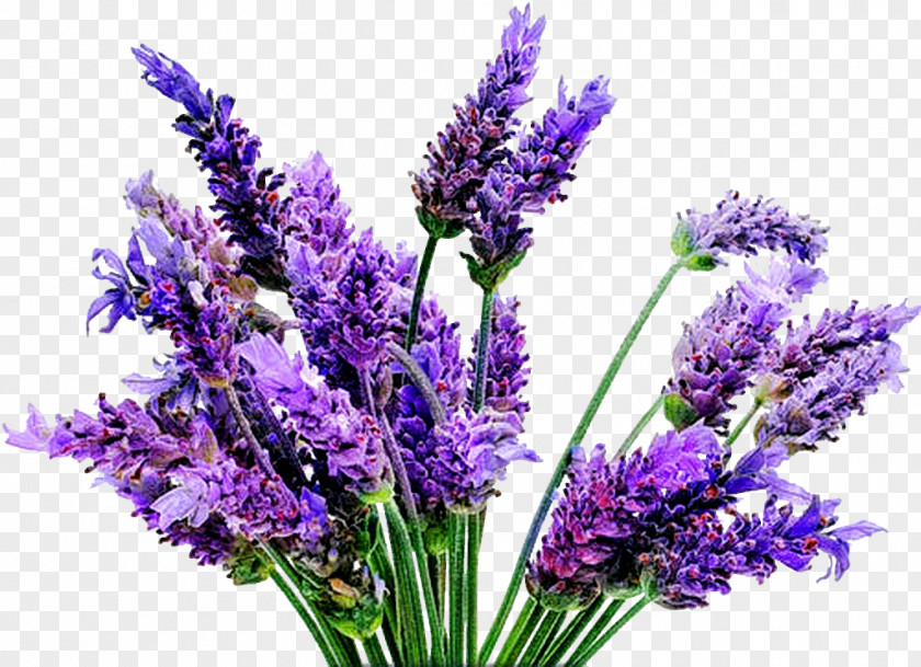 Plant English Lavender Flower Oil PNG