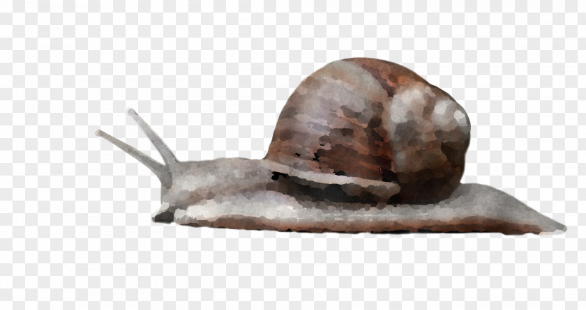 Sea Snail PNG