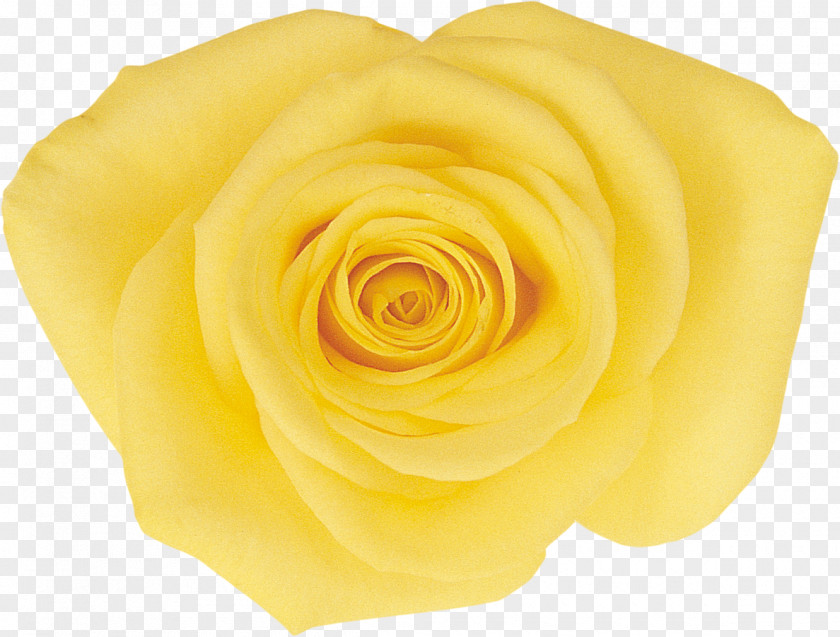 Yellow Rose Garden Roses Cut Flowers Rosaceae PNG