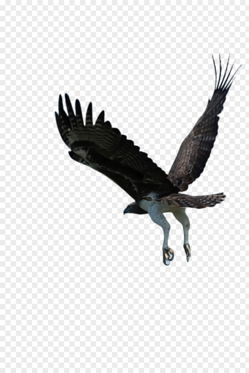 Bald Eagle Sea Flying Bird Background PNG