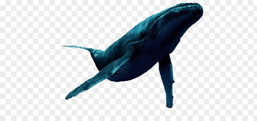 Blue Whale PNG whale clipart PNG