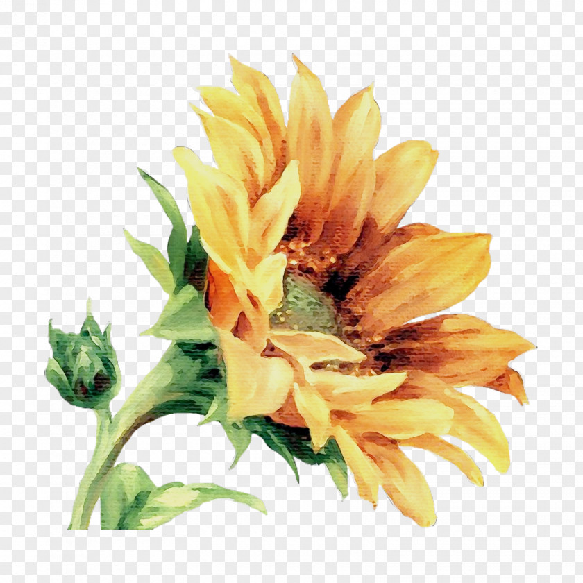 Cut Flowers Watercolor Paint Sunflower PNG