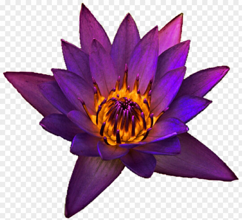 Water Lilies Shades Of Purple Violet Lilac Orchid PNG