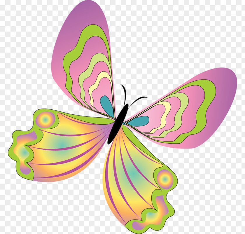 Butterfly Clip Art Image Illustration PNG
