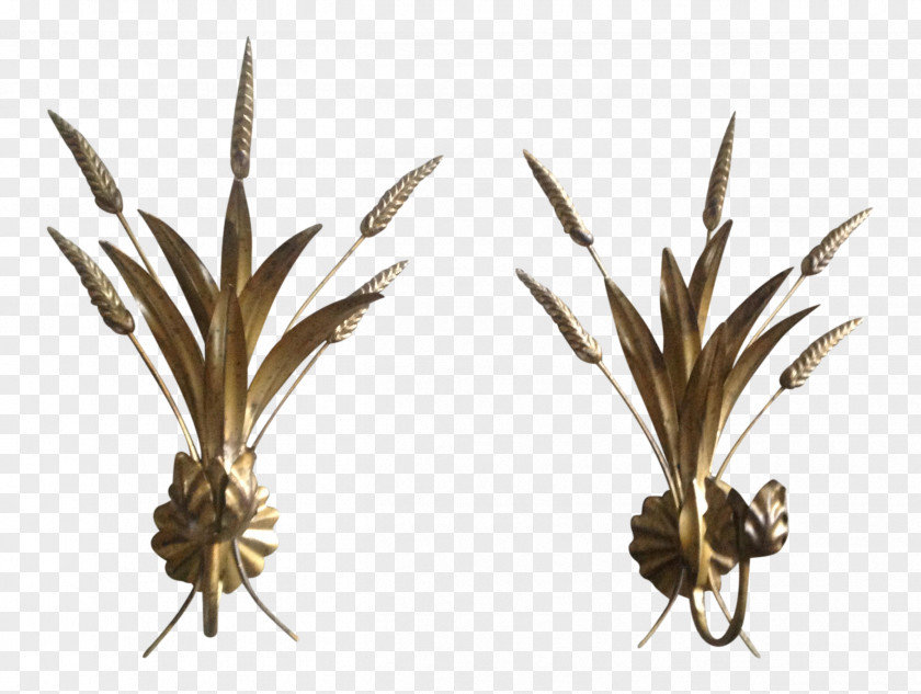 Grasses Twig Plant Stem Commodity Family PNG