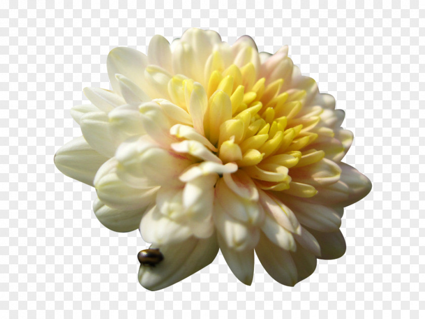 Ladybug And Chrysanthemum Picture Material Xd7grandiflorum Tea Euclidean Vector PNG