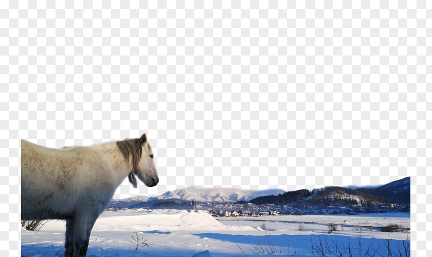 Landscape Winter Wildlife Przewalski's Horse Water Arctic Adaptation PNG