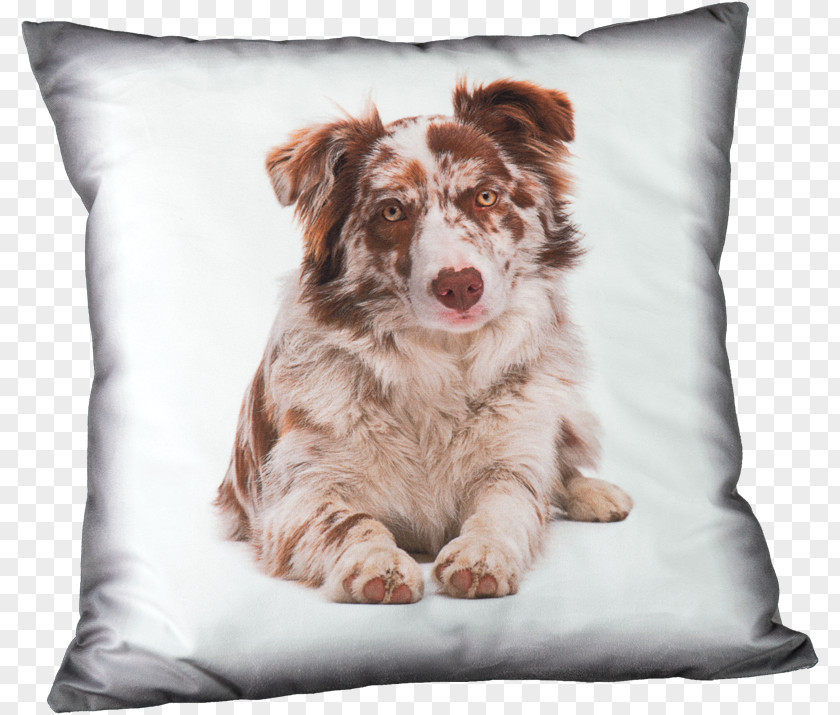 Custom Albums Border Collie Rough Australian Shepherd Puppy German PNG