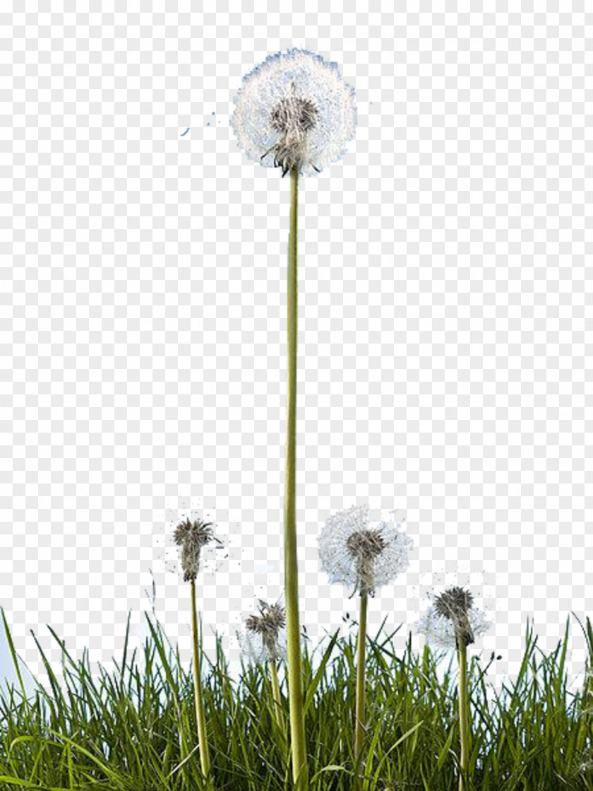 Dandelions Cartoon Common Dandelion Marketing Event Management Meeting Plants PNG