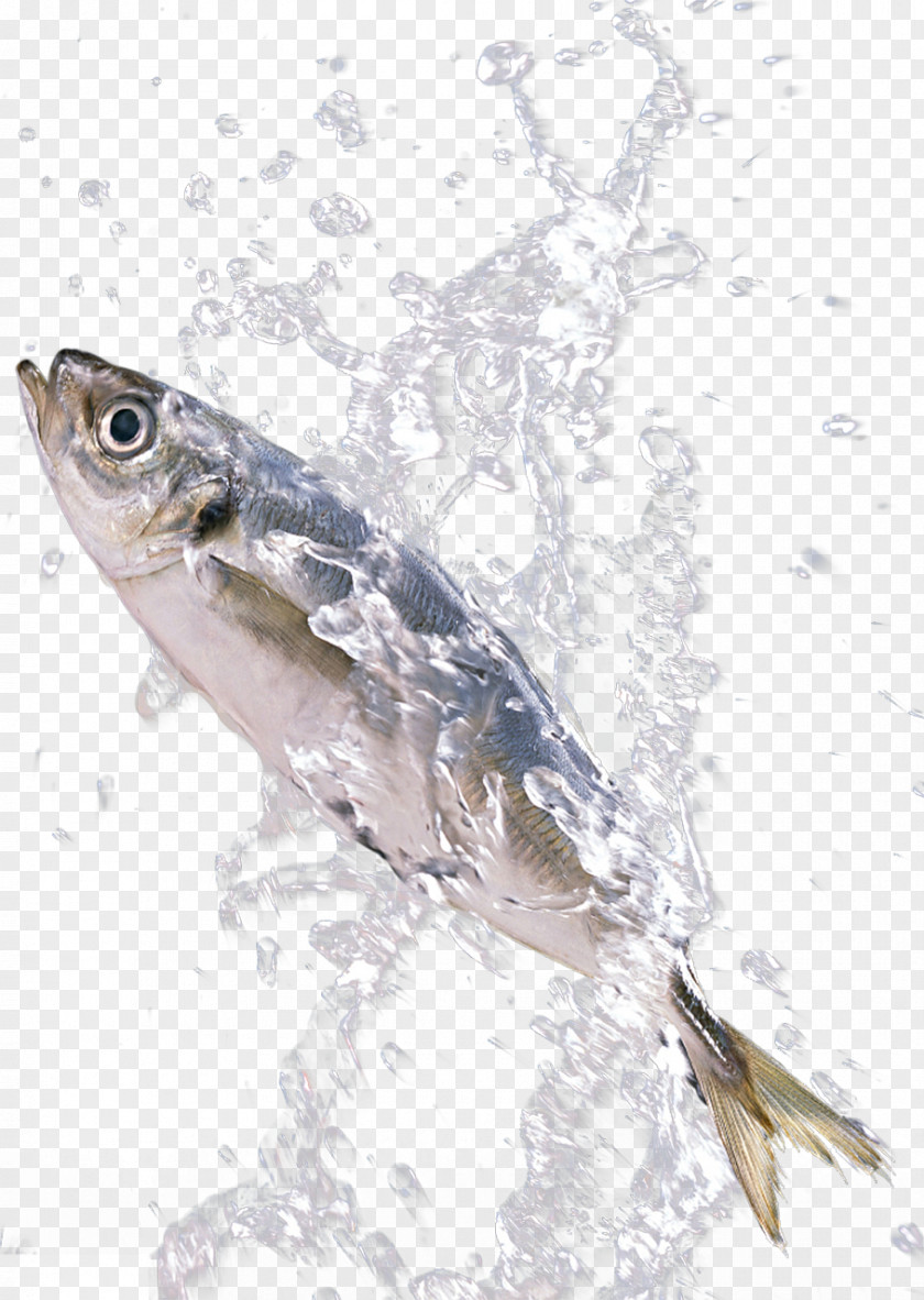 Fish In The Splash Sardine Download PNG