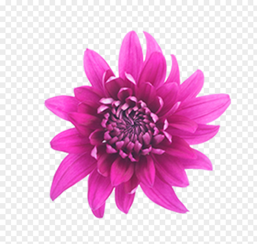 Flower Dahlia Cut Flowers Cornflower Pink PNG