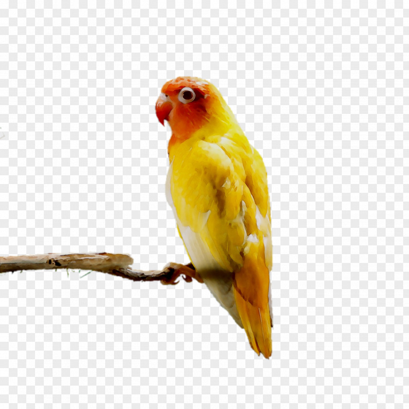 Lovebird Parakeet Pet Feather Beak PNG