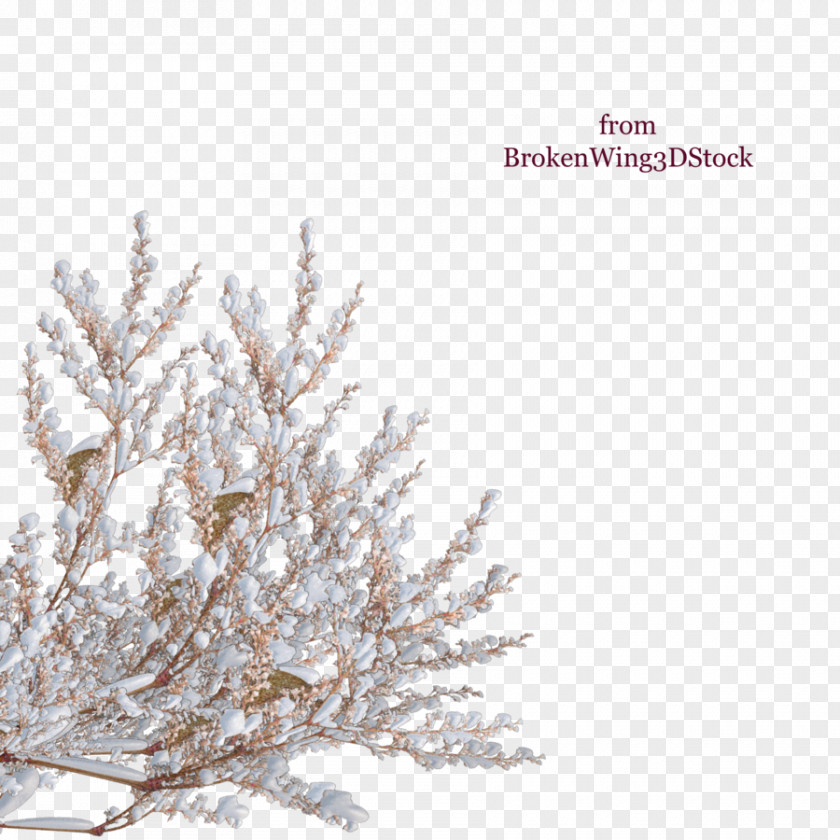 Snow Top Tree Shrub Winter Branch PNG